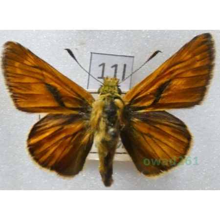 Ochlodes sylvanus (Esper, 1777) Czech11l
